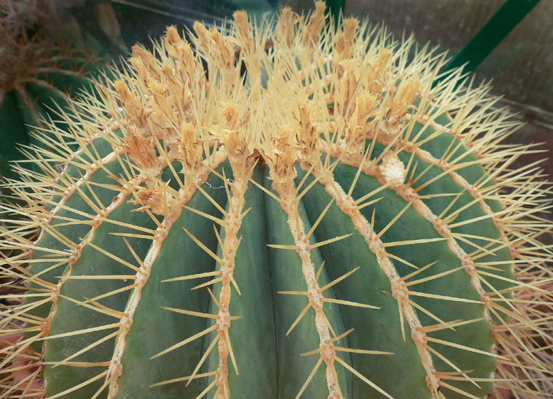 Ferocactus glaucescens